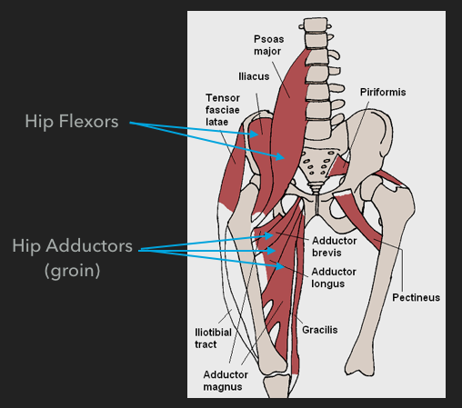 anterior-hip-muscles